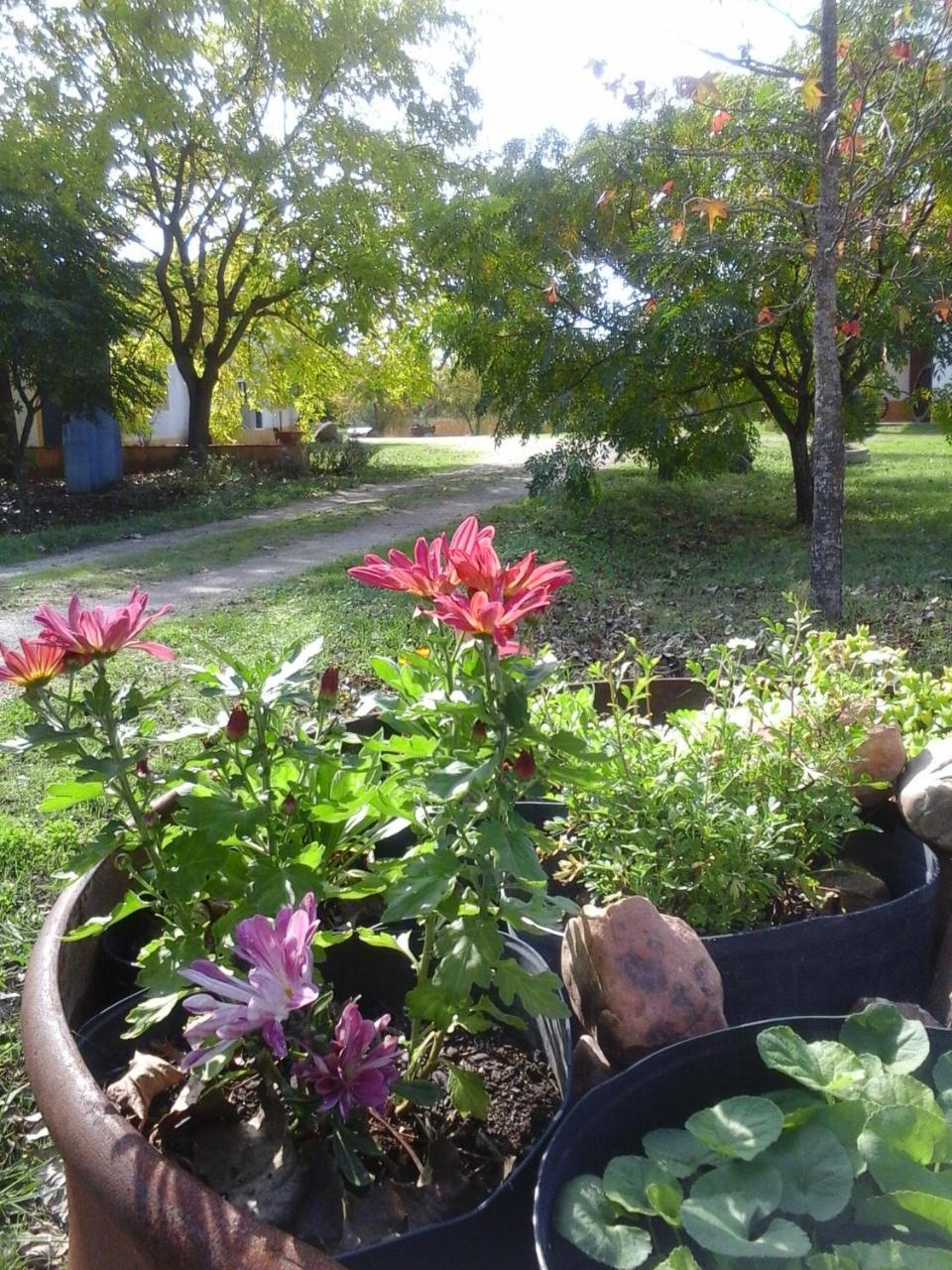 Quinta Dos Trevos - Artes E Oficios Villa Ladoeiro Ngoại thất bức ảnh